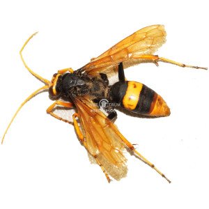 CRYPTOCHEILUS SSP